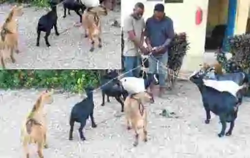 Two Suspected Thieves Apprehended With 15 Stolen Goats In Osun