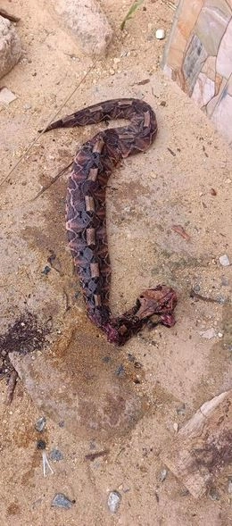 Tragedy As Man Dies After Snake Bite In Delta